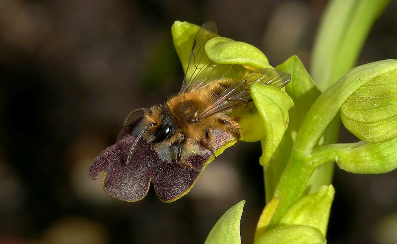 Quale Andrena su Ophrys iricolor lojaconoi?  Andrena cfr. nigroaenea